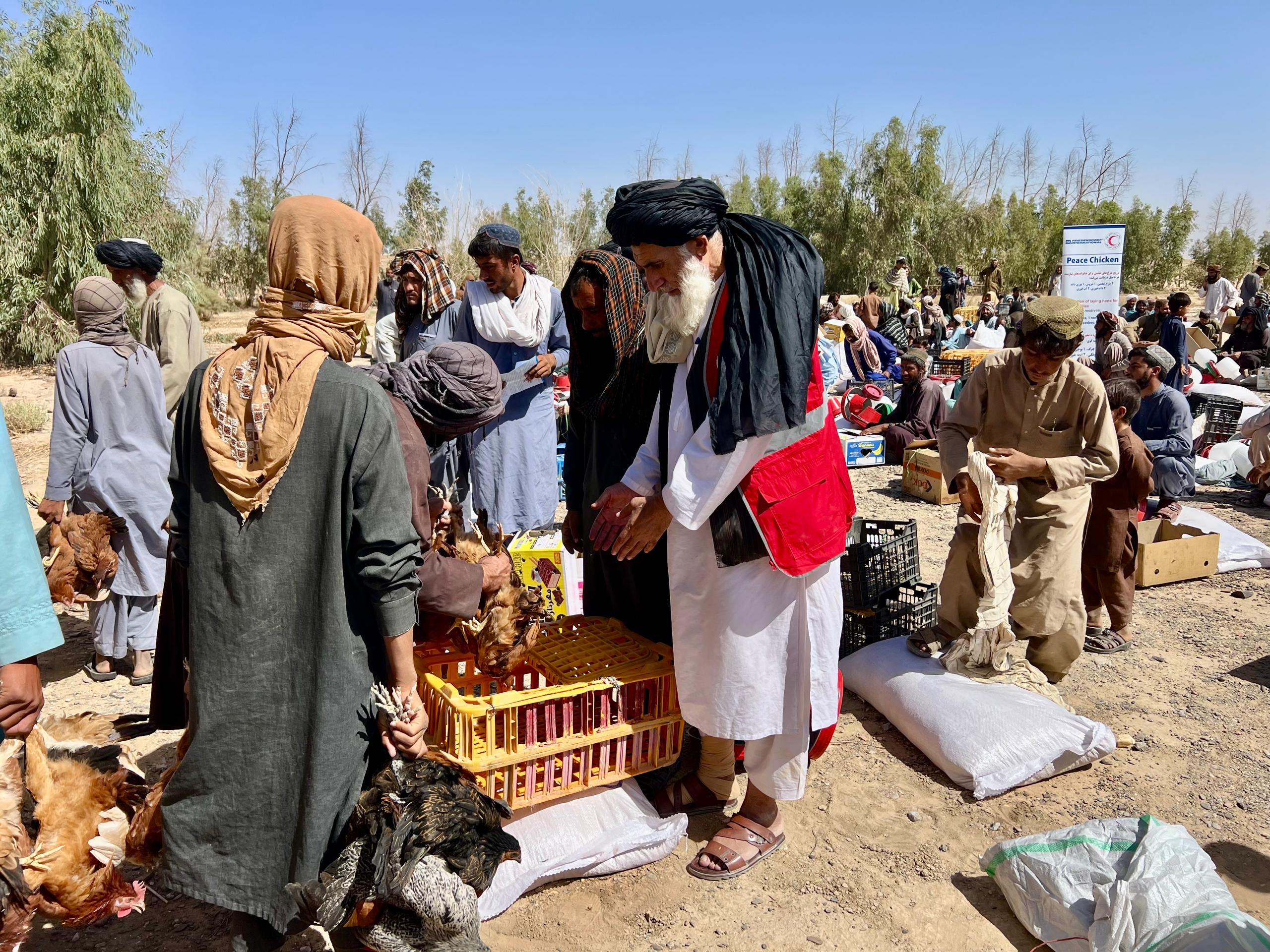 1,000 Families in Nimruz Receive Chickens and Poultry Supplies to Support Self-Reliance